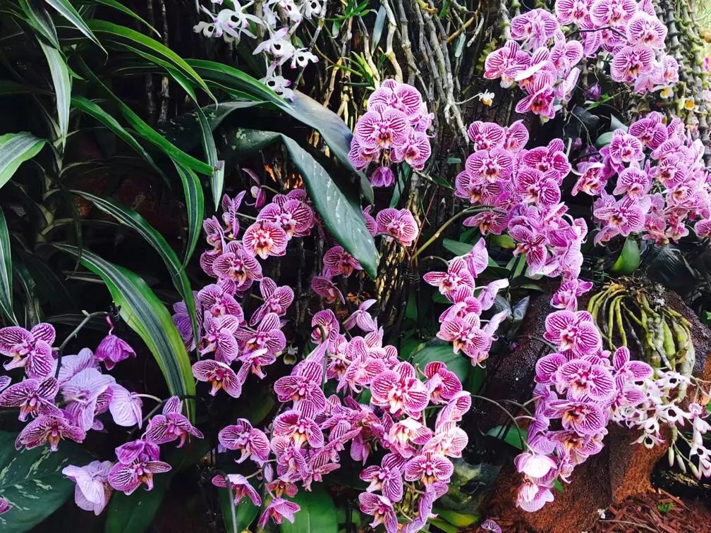 兰花最美的季节是冬季,北方冬季赏兰花