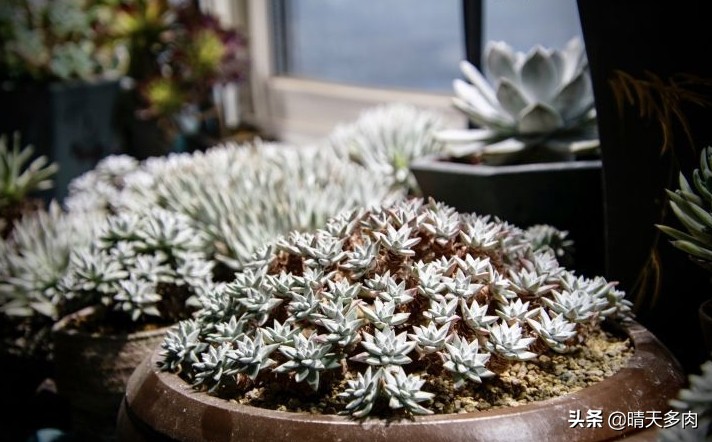 你看花如雪如霜白璧无瑕——多肉仙女杯大集合