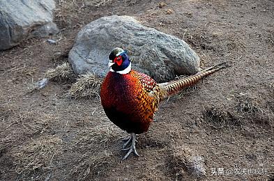 上岸甲鱼莫伸手下山野鸡不能追,上山甲鱼下山鸡不死也得脱层皮