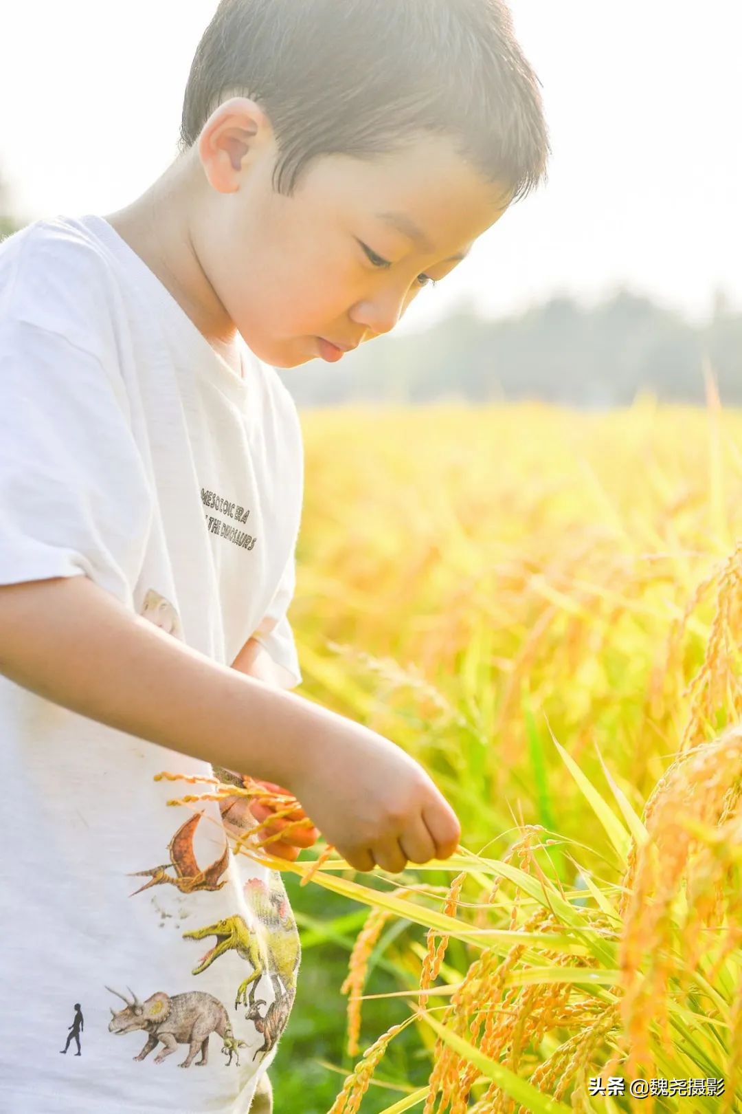 北京北坞公园里的京西稻又熟了，曾经只有皇上才能吃上这儿的大米