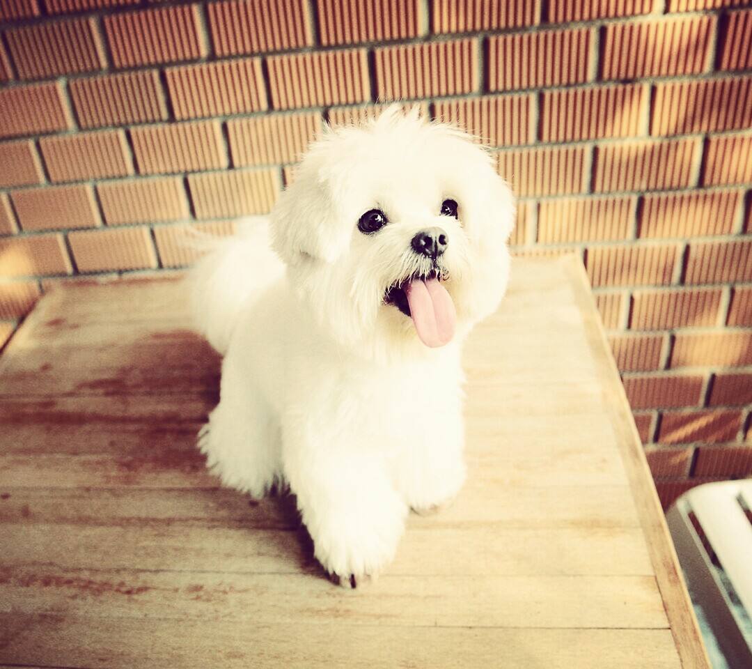 狗狗要打狂犬疫苗吗,狗狗打两针疫苗行吗