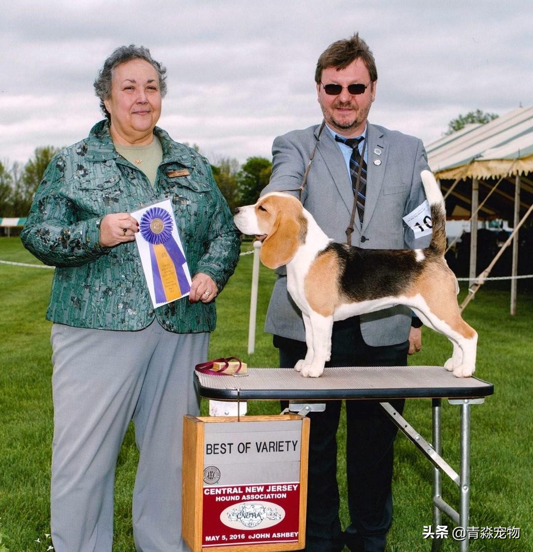 狗狗吃撑了呕吐拉稀怎么办,狗狗感冒了呕吐喂什么药好