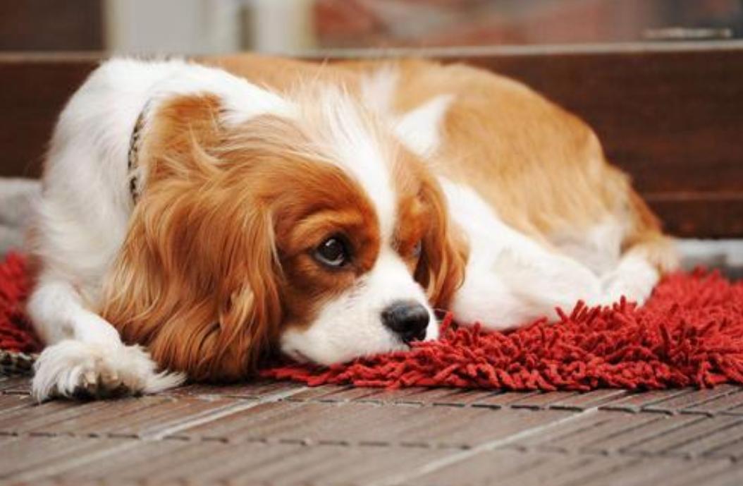 如何从狗狗便便看爱宠是否健康,看狗狗大便知道什么病