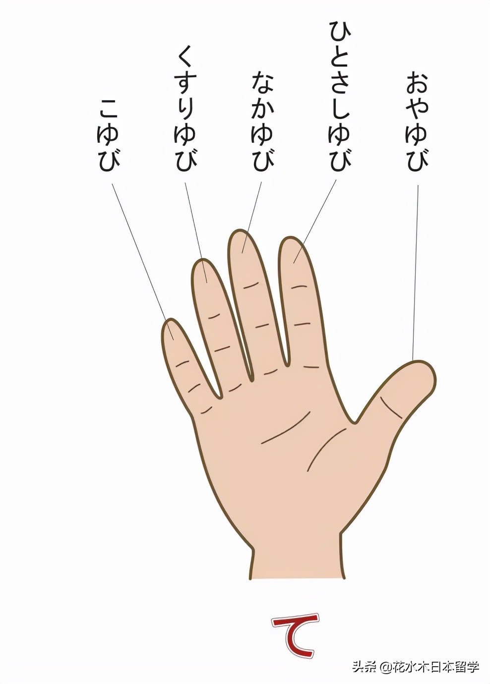 日语身体部位的惯用句,猪的各个部位用日语怎么表达