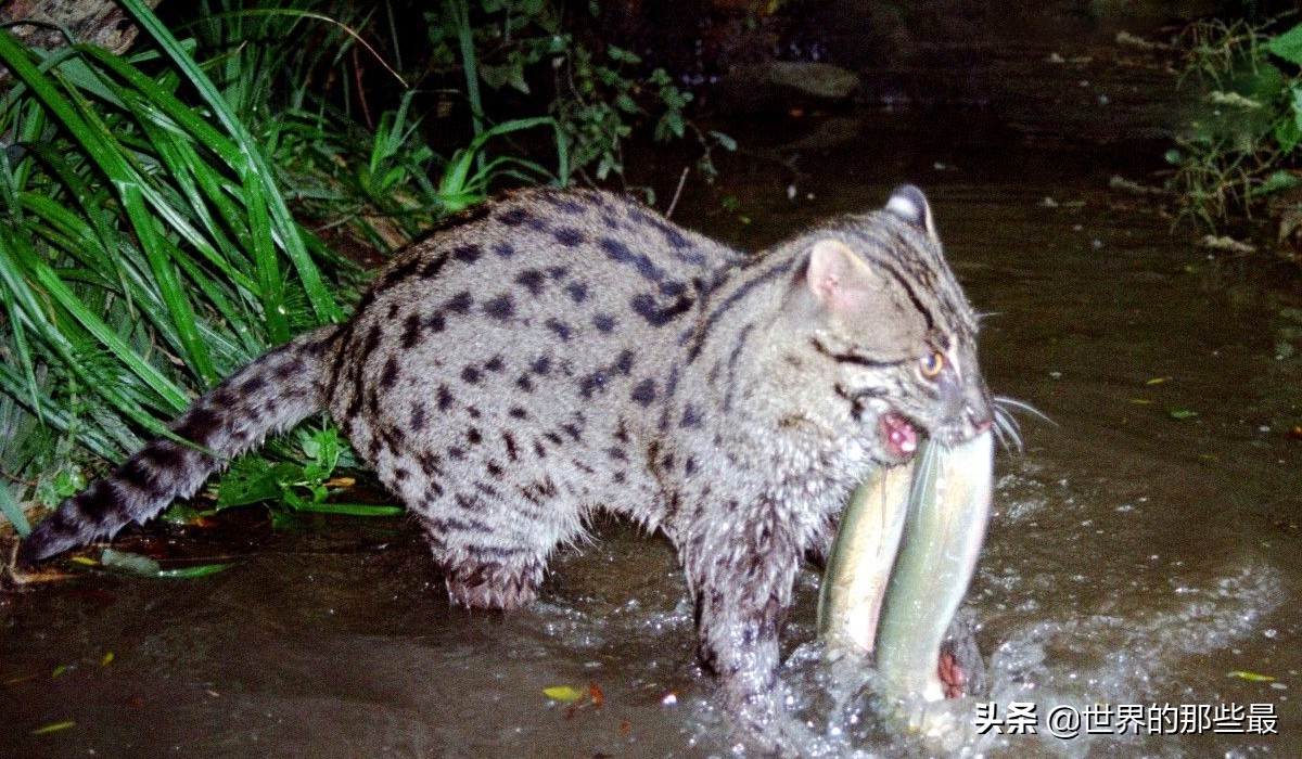 小体型猫科最凶,最凶的猫矮脚猫