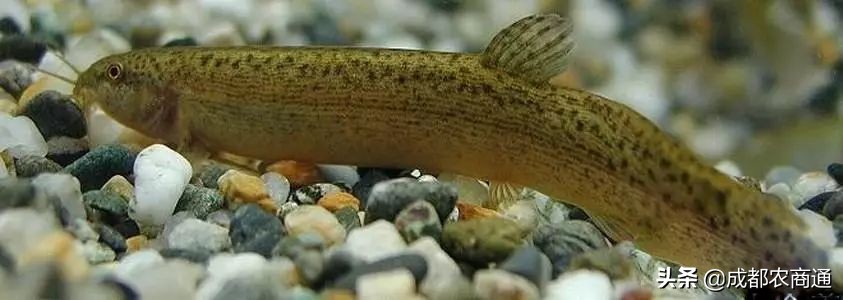 东北泥鳅养殖成本和利润,泥鳅养殖价格表大全