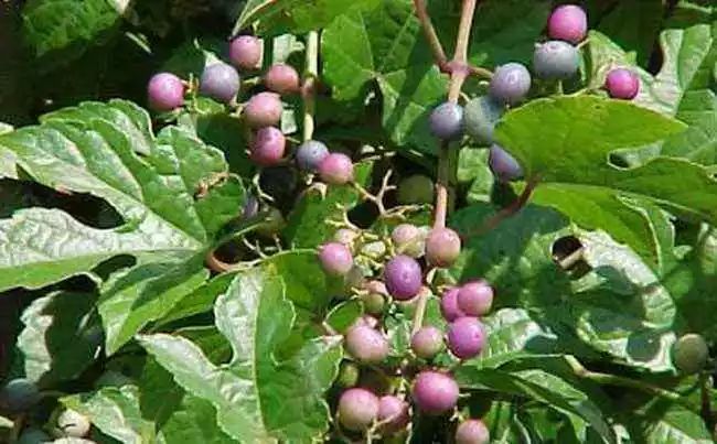 中药祛斑美白面膜使用方法,祛斑美白补水中药面膜有哪些