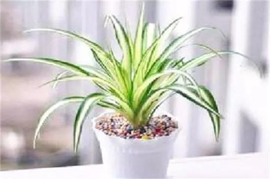 室内放什么植物净化空气最好，十大强力净化空气的植物