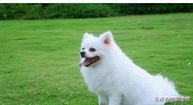 常见宠物狗类型及价格表,几种常见宠物狗的价格图片对比