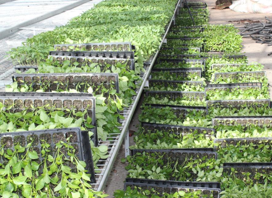 农业未来5年发展趋势2012,农业经济的发展趋势