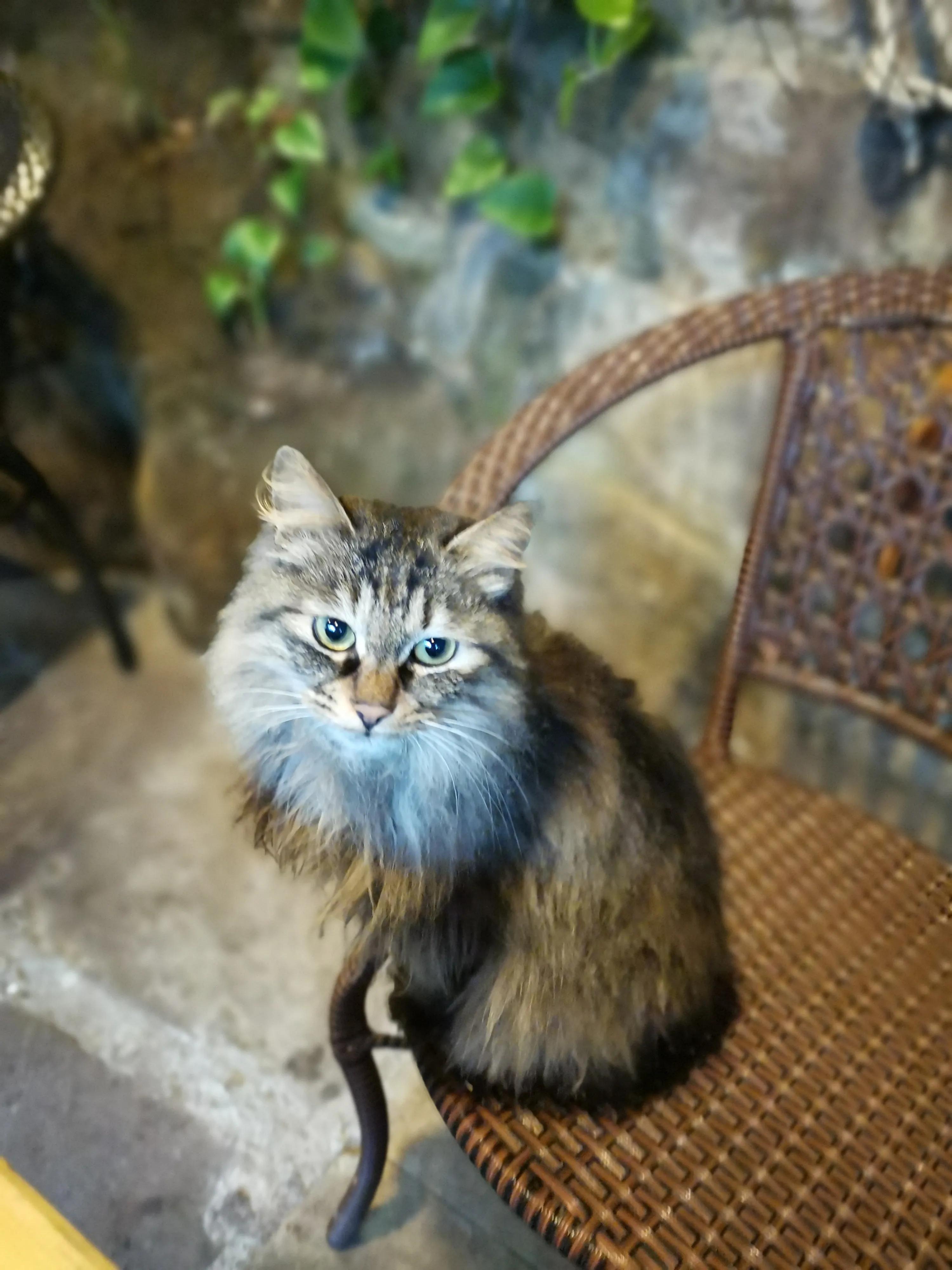 铜梁巴岳山森林木屋,巴岳山树屋