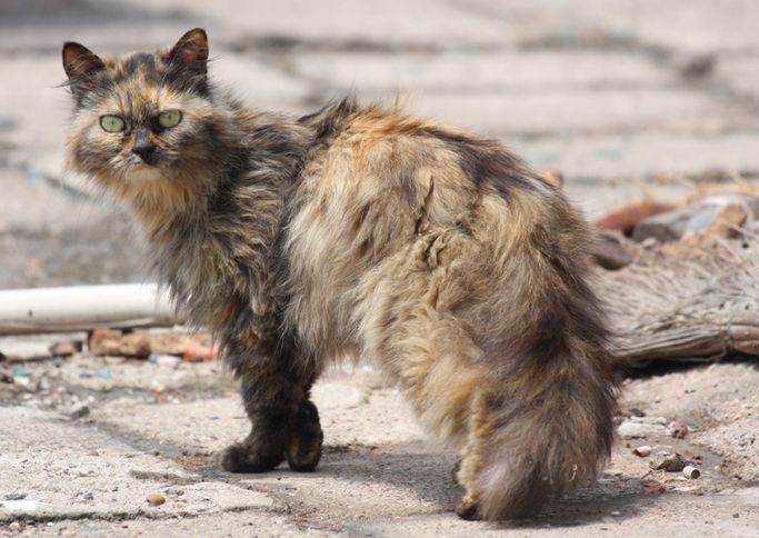 流浪猫怎么养才能不得传染病,流浪猫怎样养不会给自己传染病