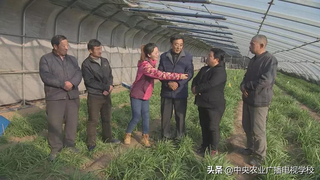 农广天地蛴螬养殖技术,韭蛆怎么防治最好