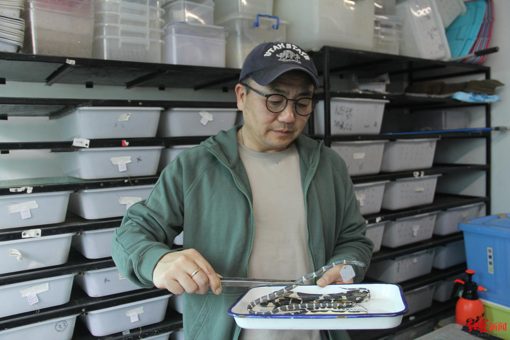 素贞环蛇与银环蛇哪个更毒,素贞环蛇与银环蛇哪种毒性更强