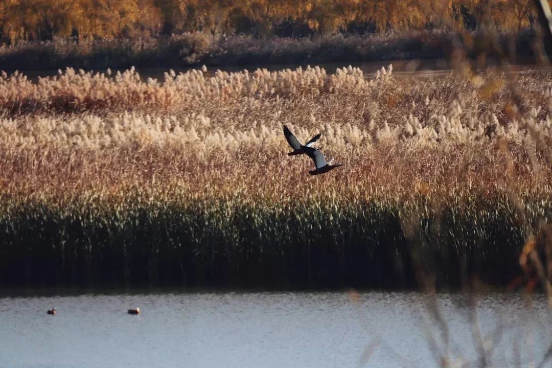 讲好黄河故事传承河洛文化,讲好黄河故事传承黄河文化内容