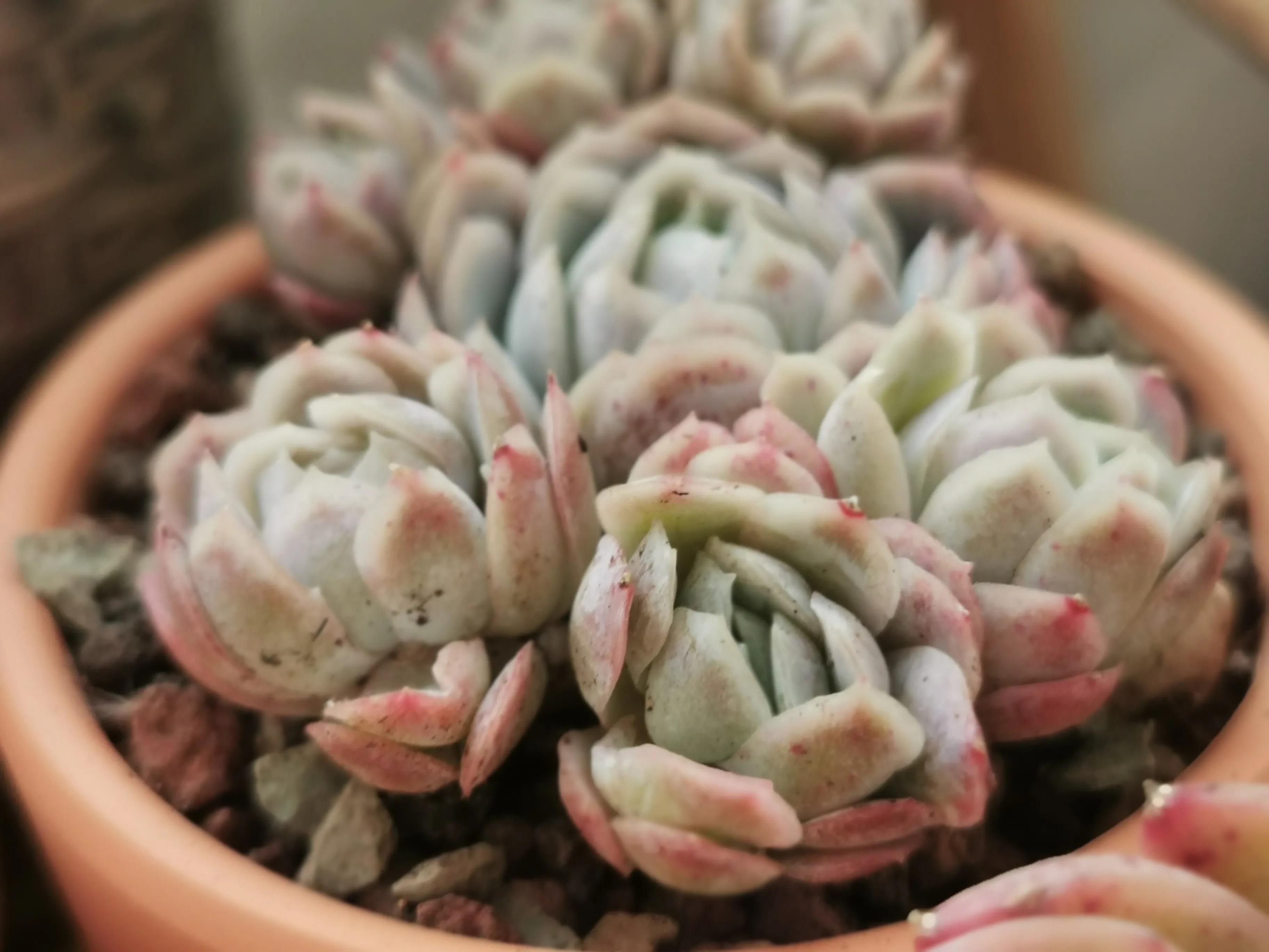 新购大单头多肉上盆,多肉品种大全大集合