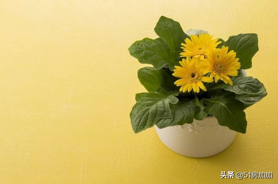 喝绿茶可以降低甲醛危害,甲醛熏蒸消毒的危害