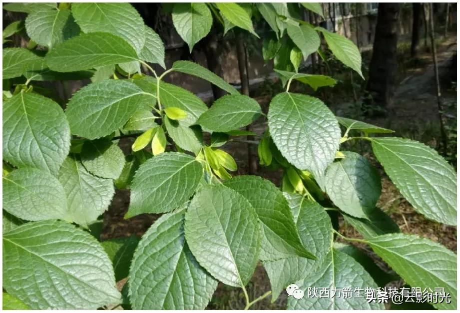 杜仲雄花饮料，陕西汉中产