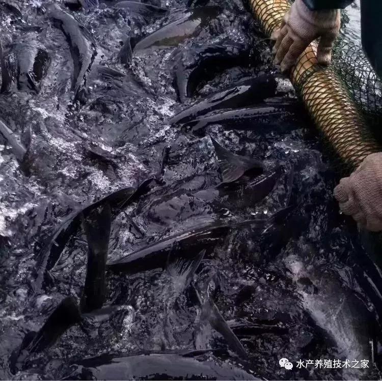 水产养殖常用药物及注意事项,水产养殖的用药配方