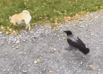 狗子偷吃猪手被发现,狗子被主人吓尿怎么办