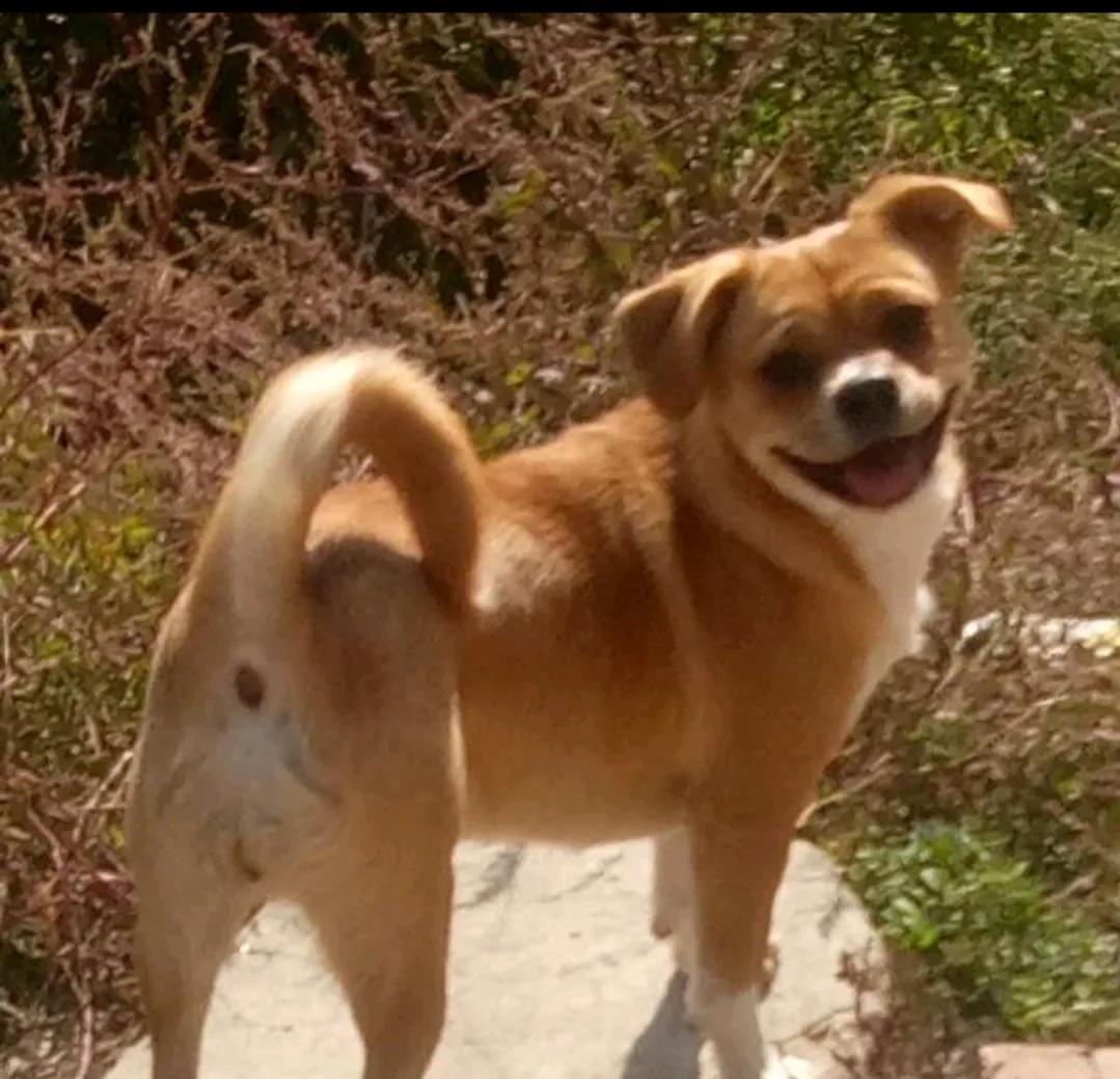 狗狗没有地方养了，怎么办？