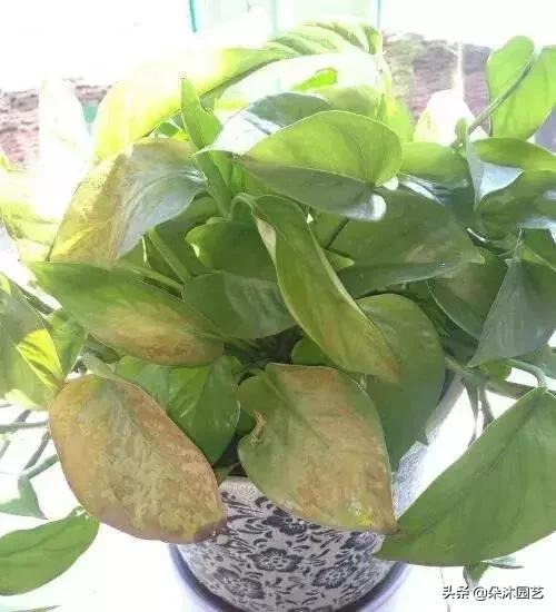 家中植物被冻伤了怎么办,家里植物被冻了怎么办