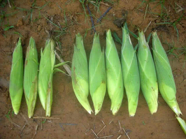 用饵料钓鱼小鱼闹窝怎么办,钓鲤鱼小鱼闹窝的最有效的方法