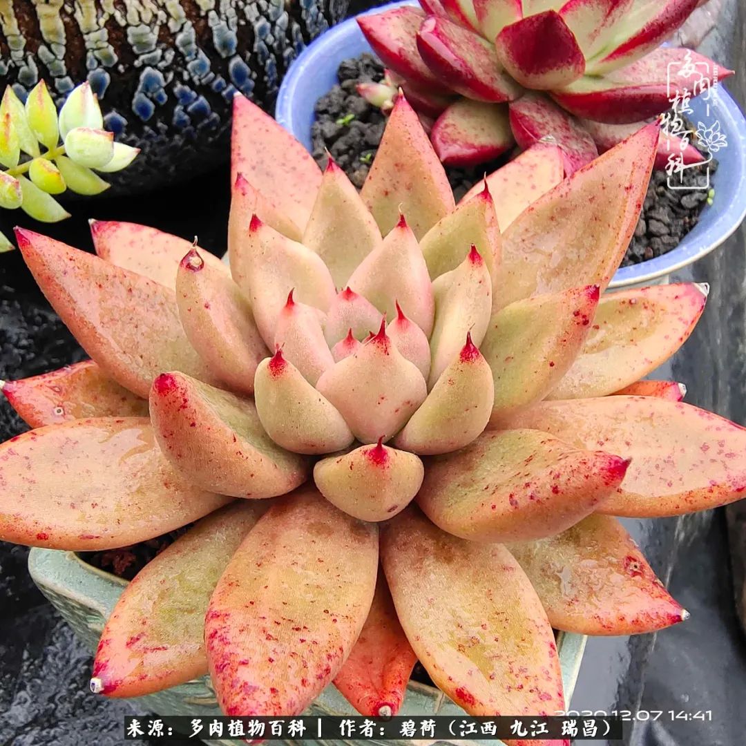 养了五年的多肉看到岁月的痕迹,经过一年春夏秋冬的轮回