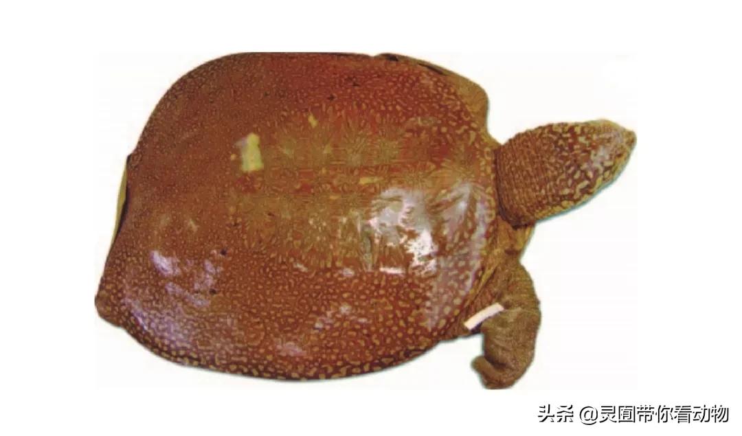 斑鳖即将灭绝人工克隆,全球仅剩3只斑鳖