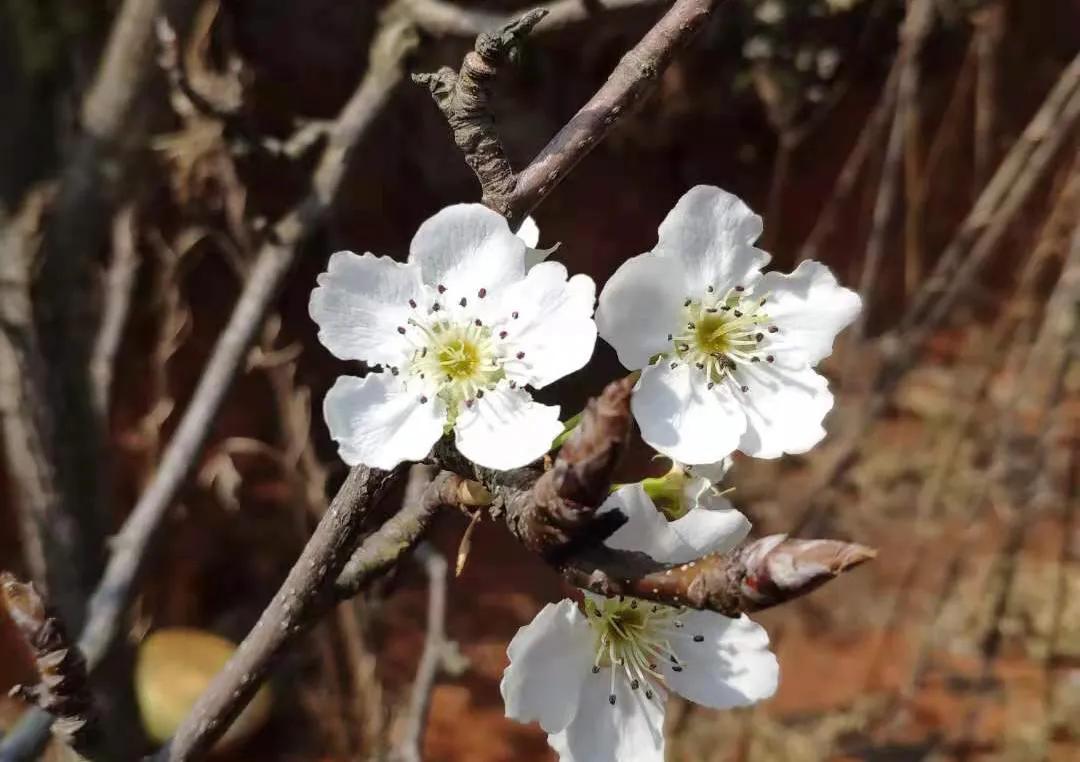 云南万溪冲景点,云南真实的桃花源村