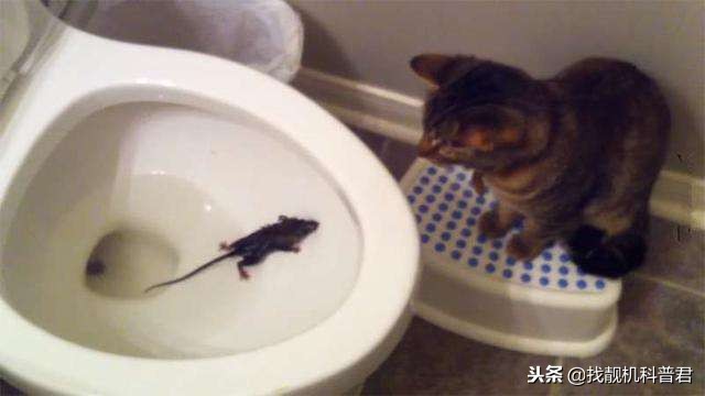 老鼠是怎么从下水道钻上来的,马桶下水道有老鼠怎么办