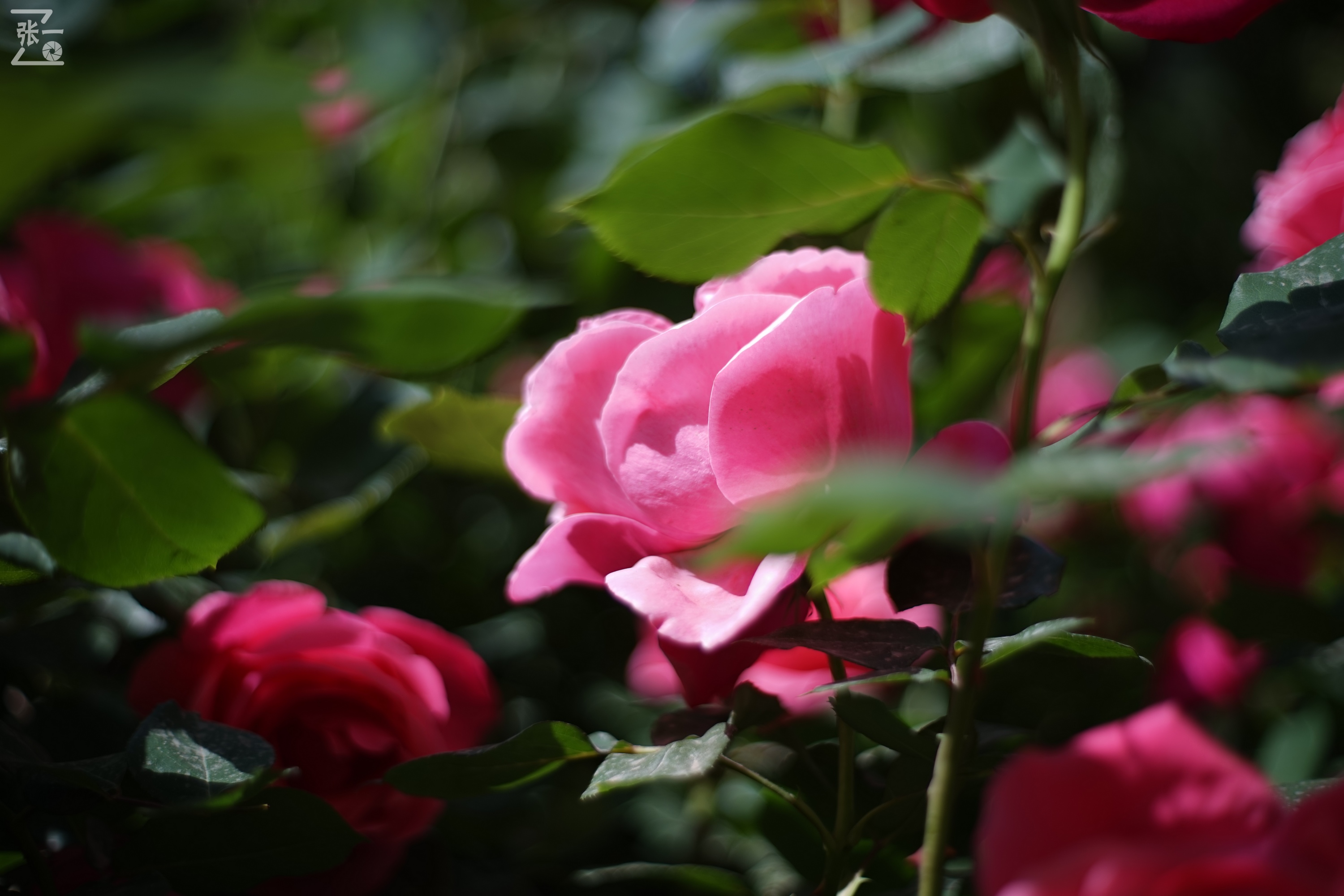 凤凰国产50mm镜头,凤凰索尼e口镜头