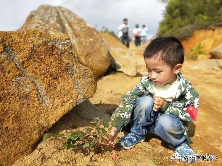 认识身边的中药材,认识中医寻找身边的中药