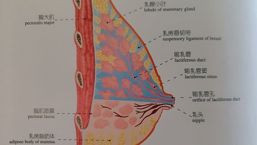 月子期间奶水少请催乳师有用吗,月子期间要找专业通乳师