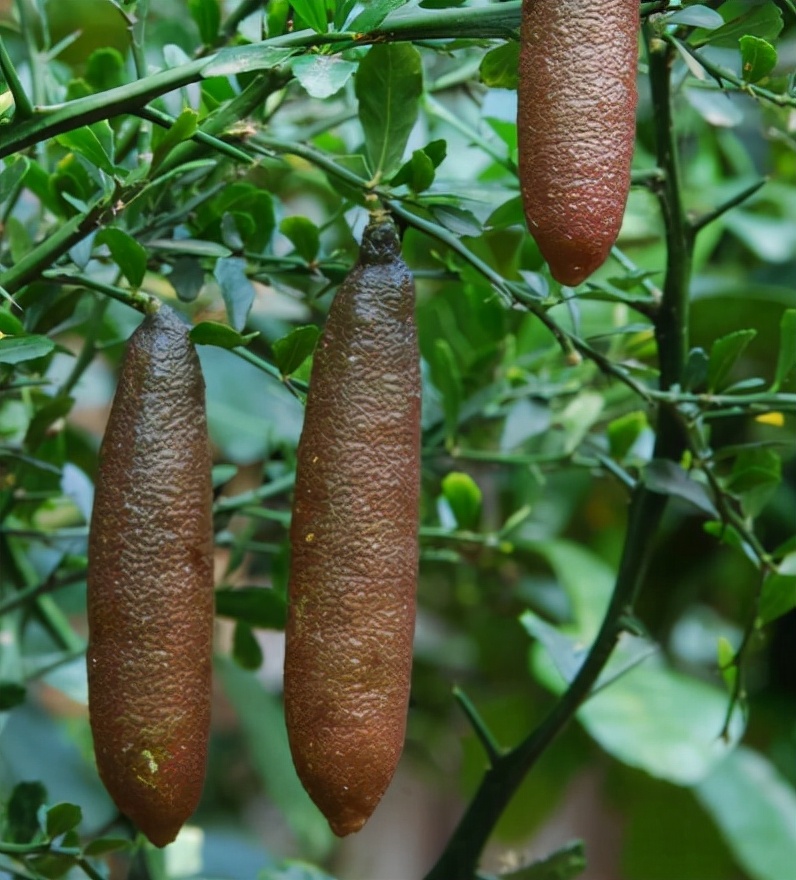 指橙和指橙柠檬区别,指橙有没有长得很高的品种