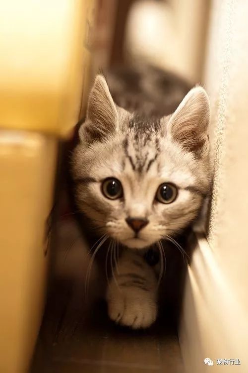 猫头部神经疾病,猫脑神经受损的原因