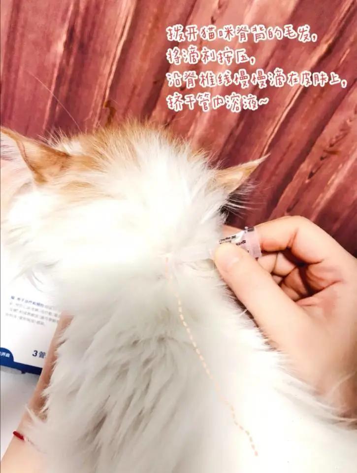 大宠爱散装,大宠爱大规格