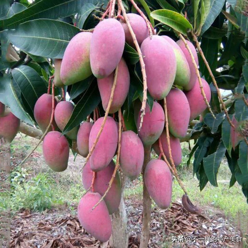 这些水果帮你增强抵抗力,多吃以下6种水果