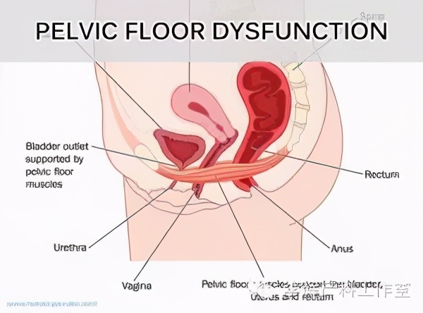 产后42天做盆底康复检查有必要吗,产后42天盆底康复做哪些检查