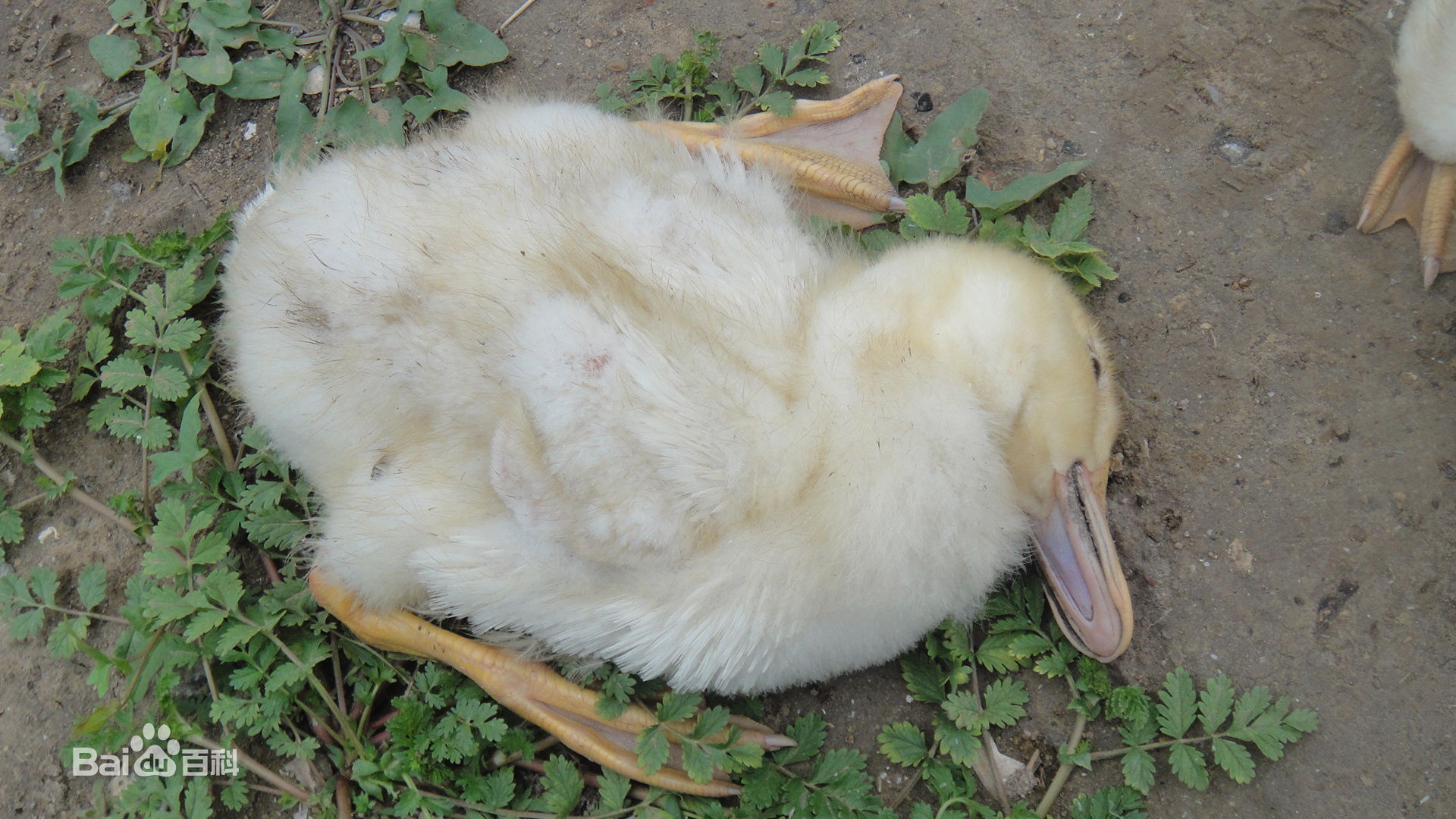 崔老致养鸭人—鸭鹅瘫痪，转圈，抽搐，摇头！来看！特效药来了