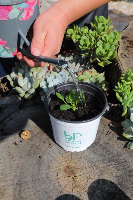 刚栽培的小苗怎样养护,小苗养护注意事项图解