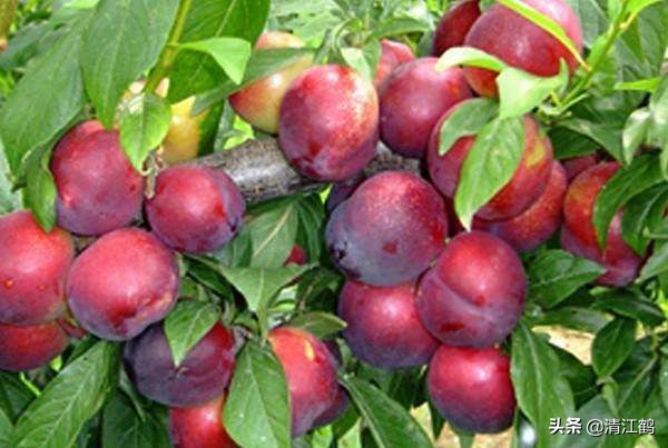 休闲农业盈利模式柱状图,休闲农业十大趋势图