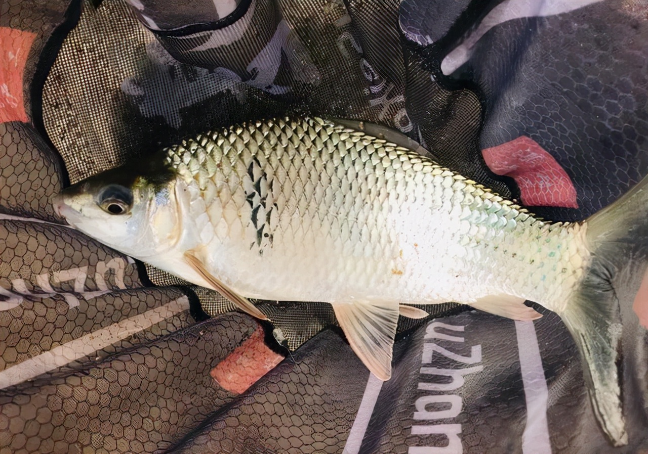 如何钓鲮鱼避开罗非,肇庆西江手竿鲮鱼最佳钓点