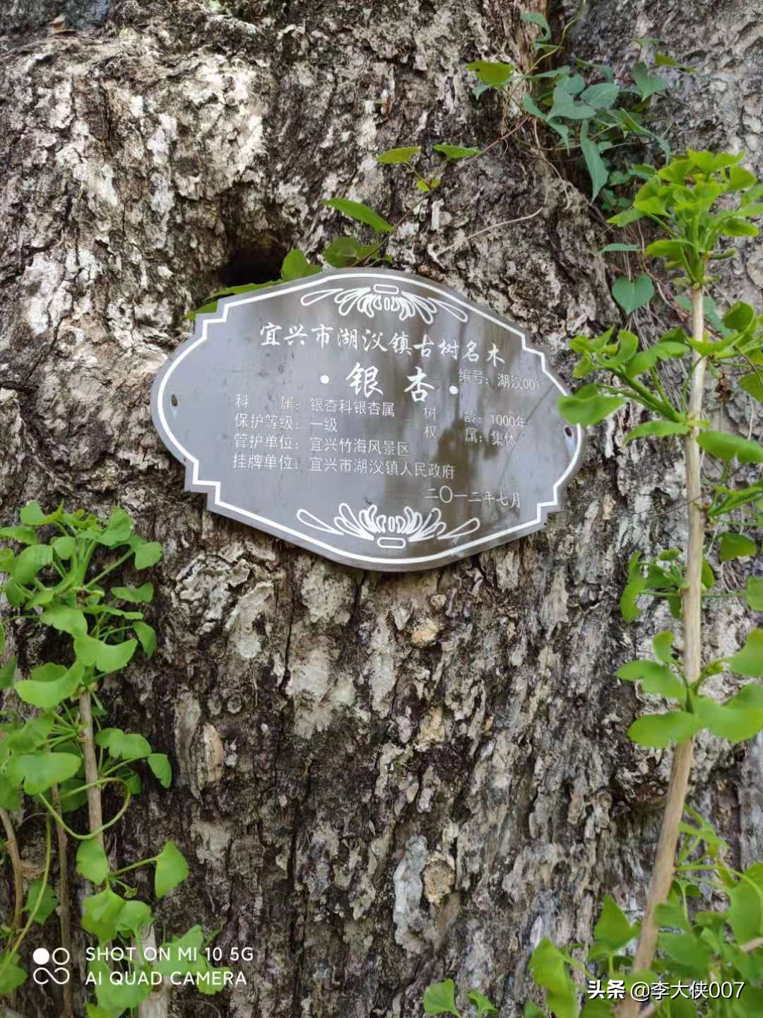 宜兴竹海游记,宜兴竹海攻略一日游自驾游