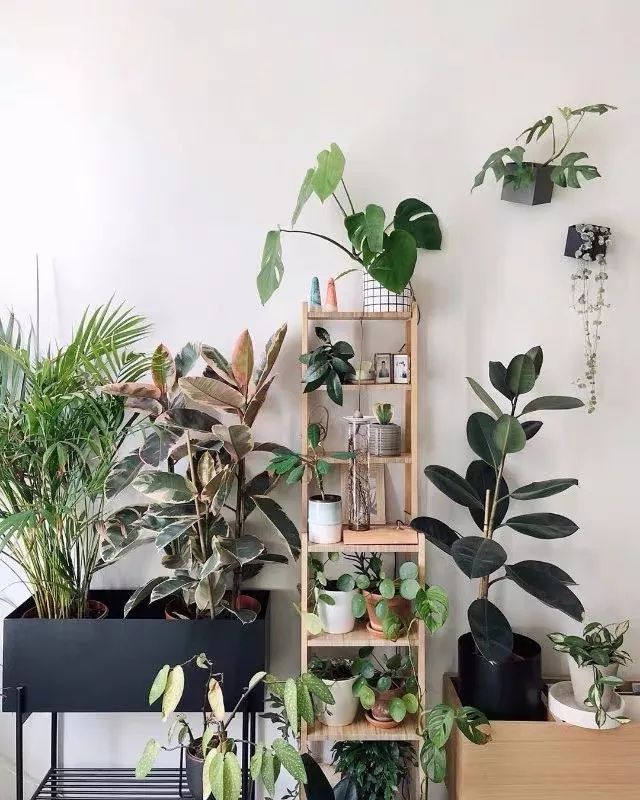 室内养的吸毒植物,20种吸毒花除甲醛