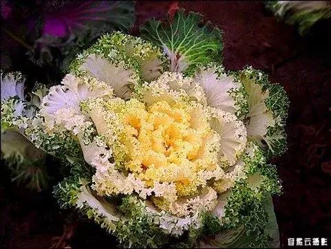 叶牡丹羽衣甘蓝,多头叶牡丹羽衣甘蓝