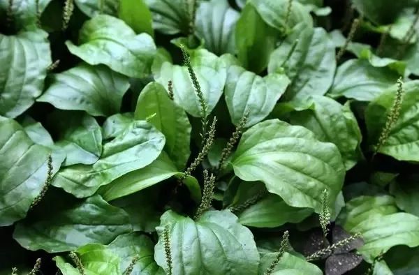 消烦去燥养身又养心,夏季养心安神除烦