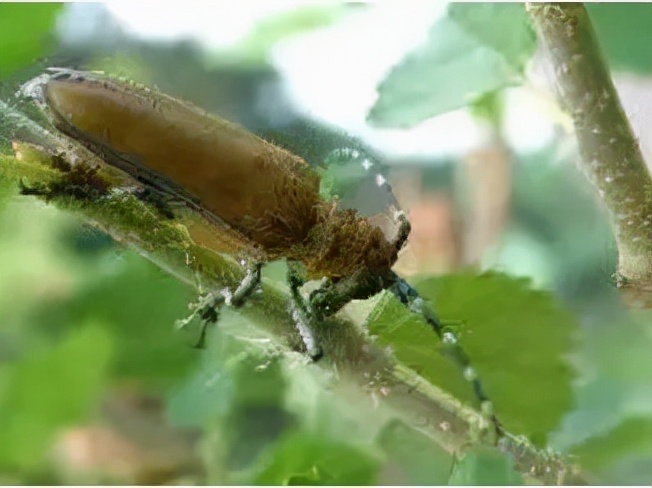 果桑的栽培方法,果桑果树栽培视频