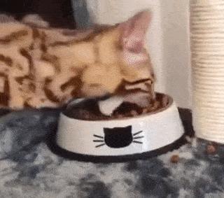 猫放一个屁，全家吃不下饭！真的好臭啊啊啊啊啊