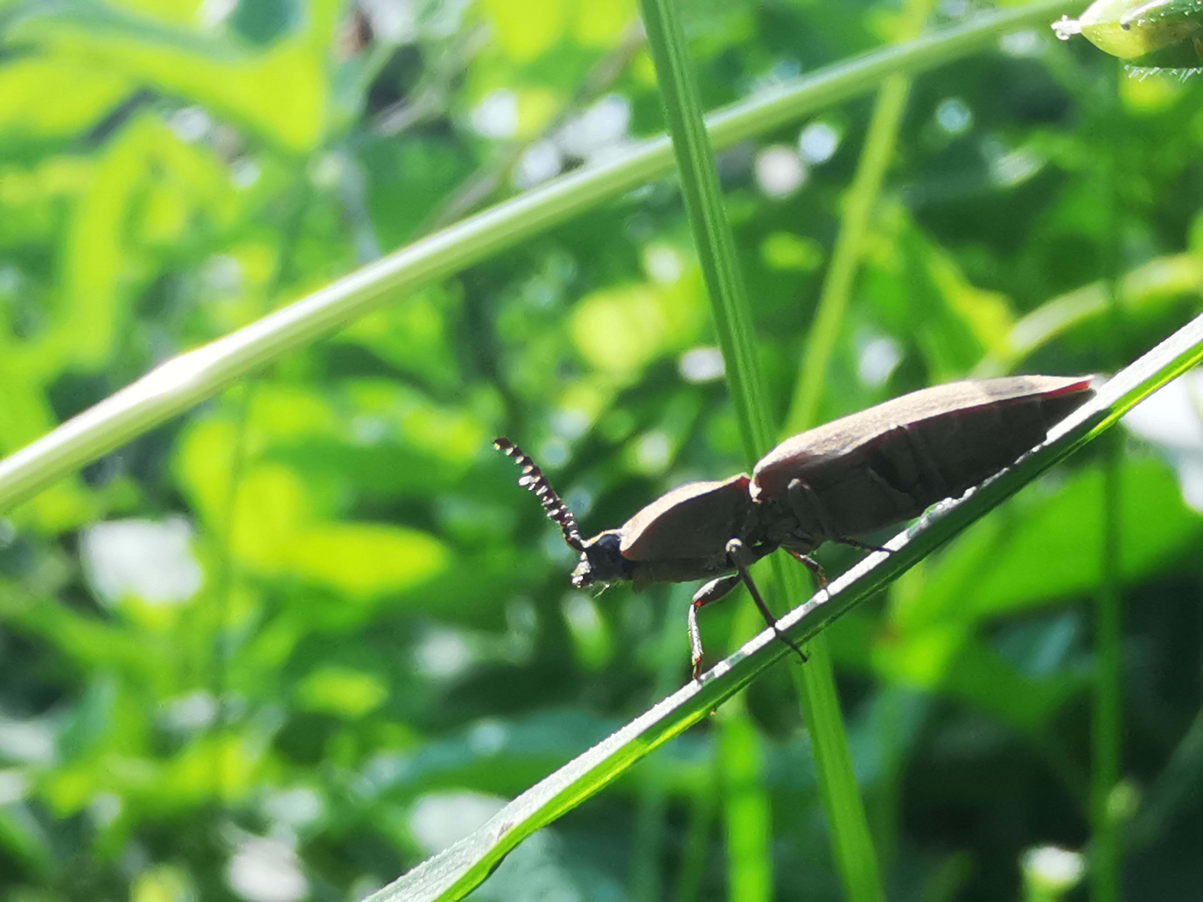 昆虫蚁象,甘薯蚁象是竹笋虫吗